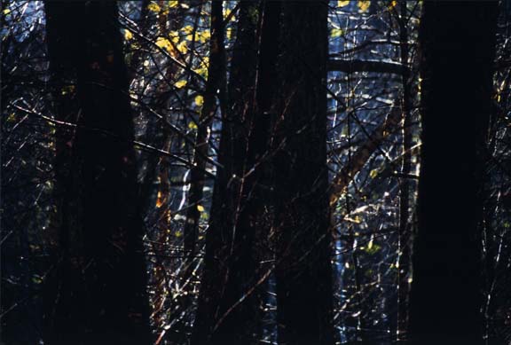 Foto_11